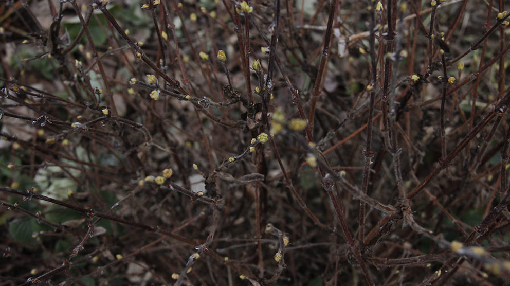 american_blåbär The first signs of spring